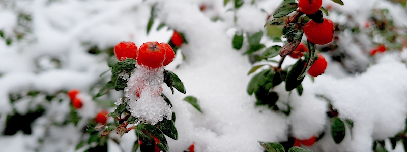 Weihnachtliches Buffet mit Ente, Lachs, Ochsenbäckchen, Zander und Bratapfel